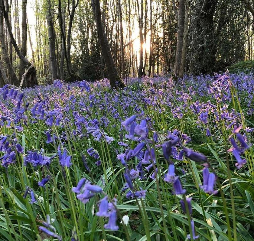 Bluebells Διαμέρισμα Rye Εξωτερικό φωτογραφία